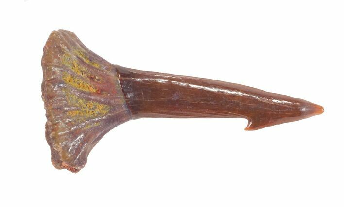 Cretaceous Giant Sawfish (Onchopristis) Rostral Barb #61589